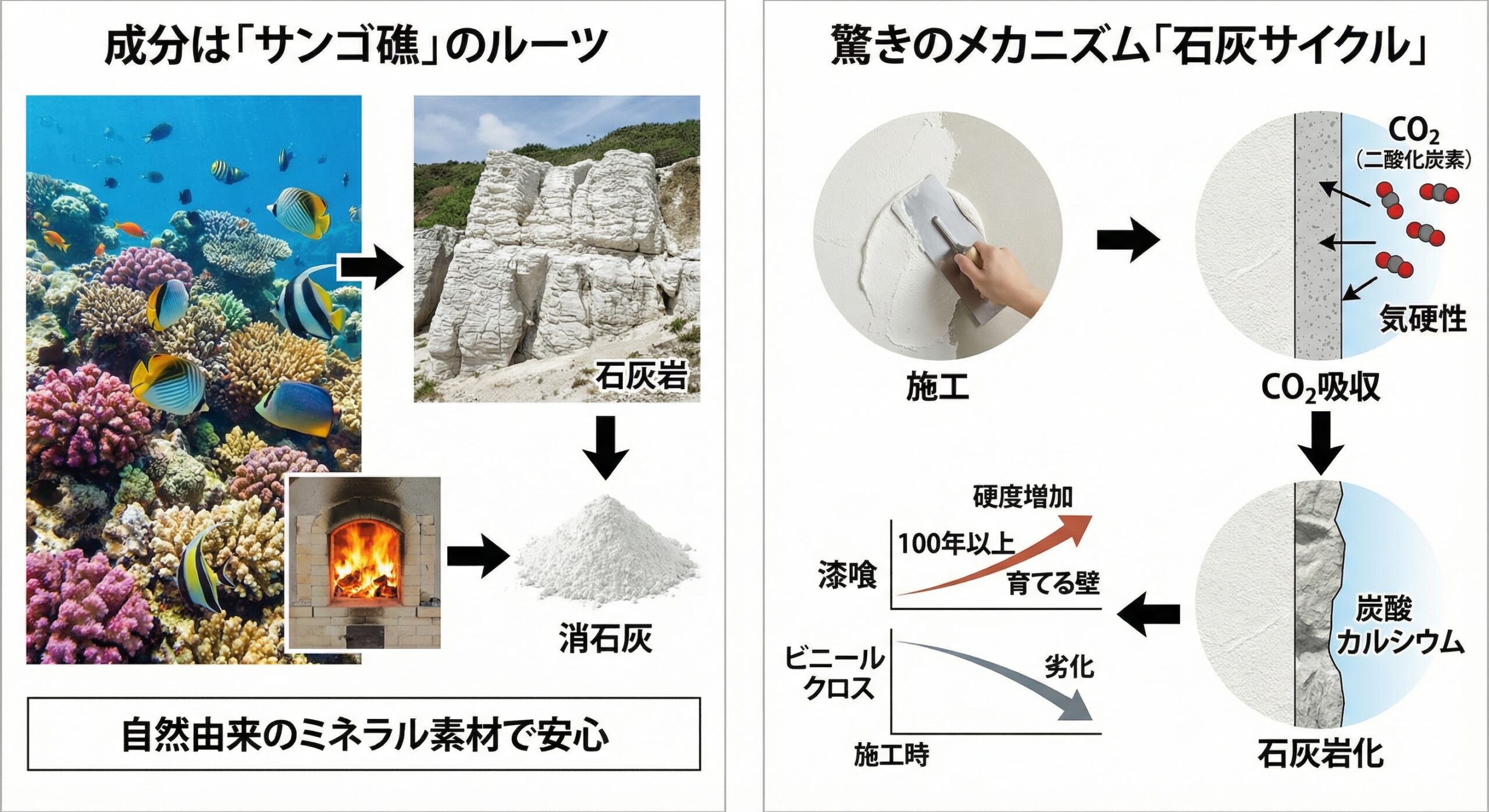 サンゴサイクルの画像